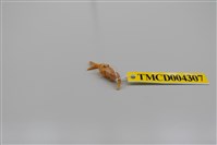 藏品(美洲葉顎蝦)的圖片